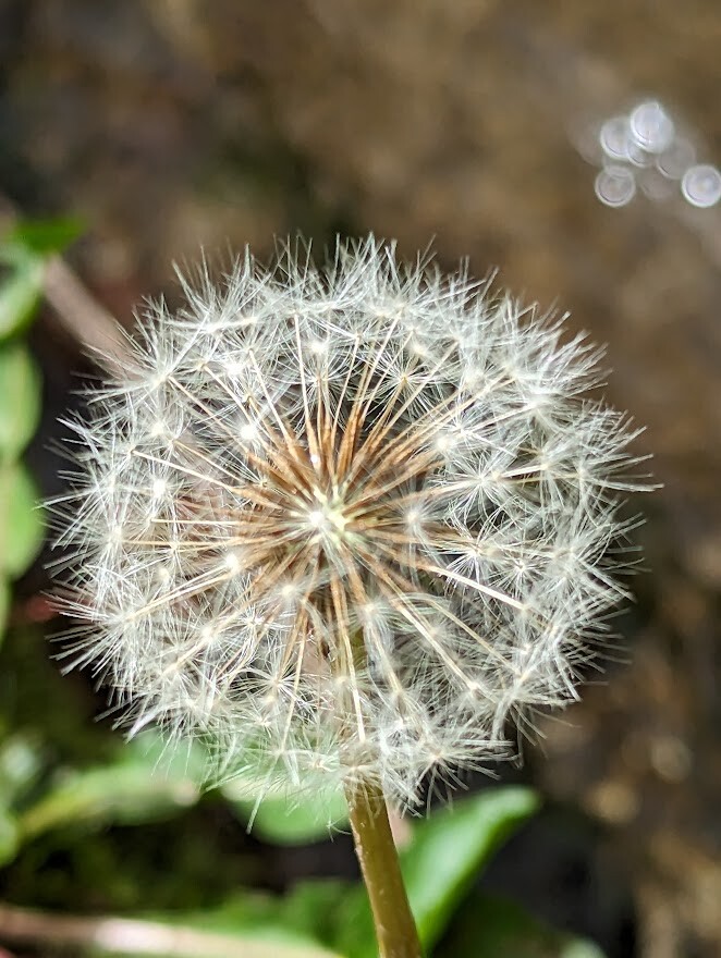 Flor trilho da levada.jpg