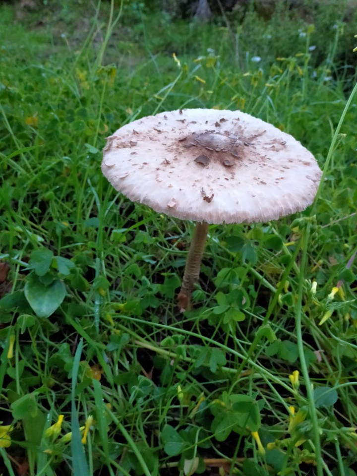 Cogumelo.jpg Cogumelo.jpg