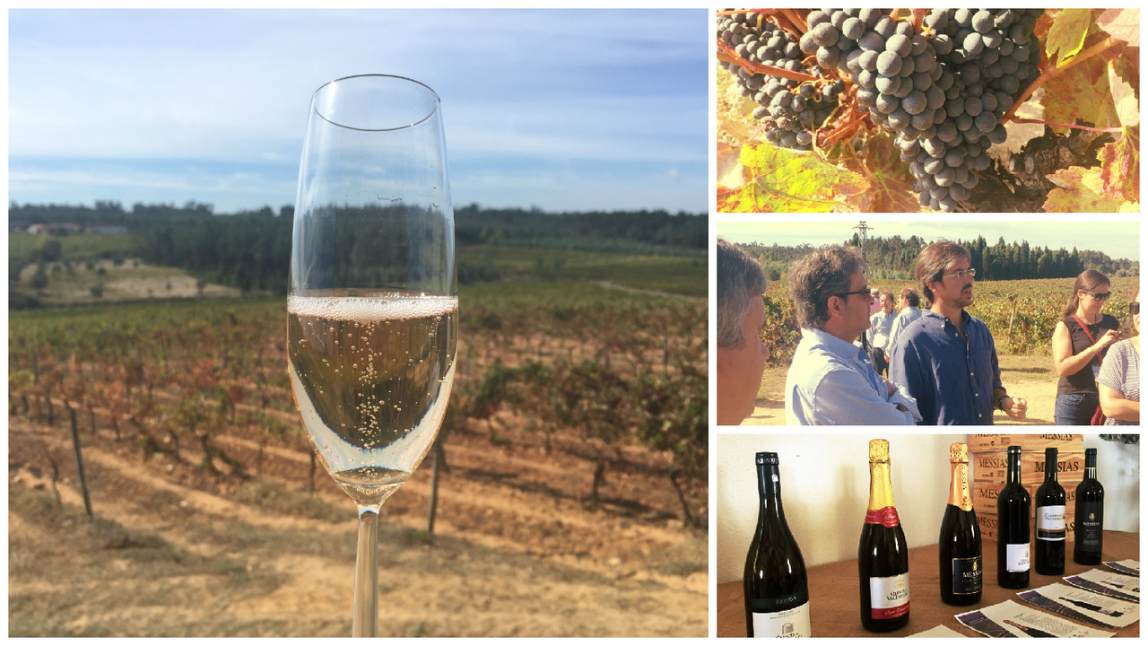 Quinta do Valdoeiro - Caves Messias