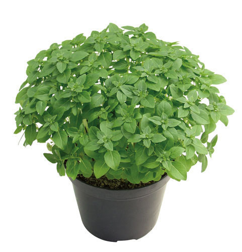 Manjerico-500.jpg Manjerico-500.jpg