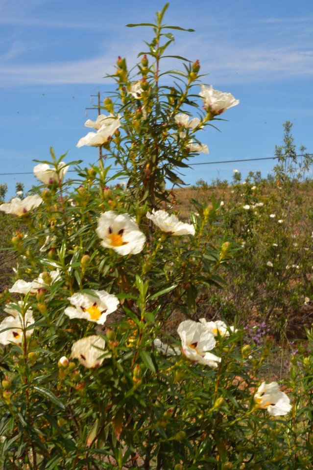 DSC_1406.jpg DSC_1406.jpg