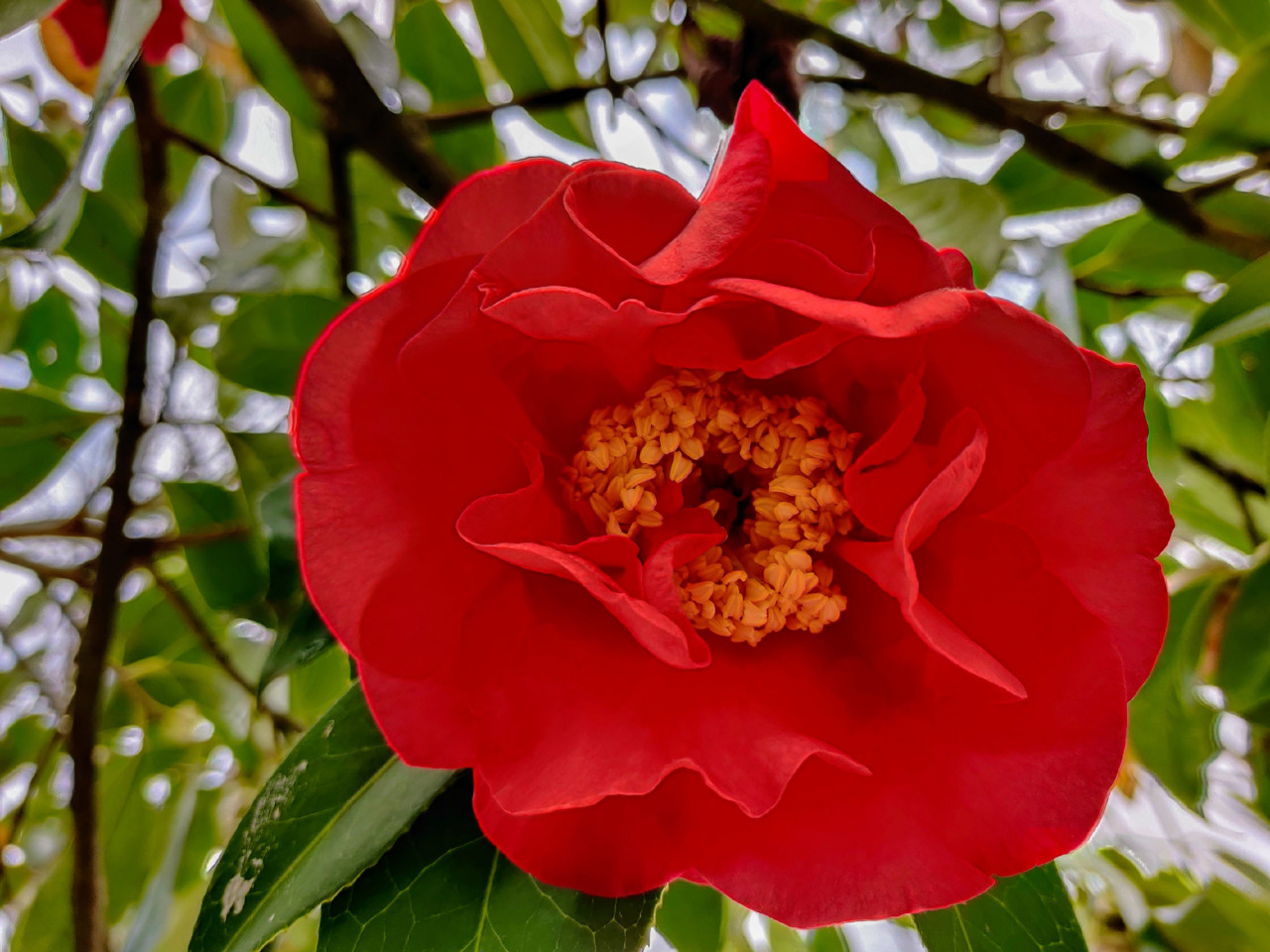 Camélia Celorico de Basto04.jpg