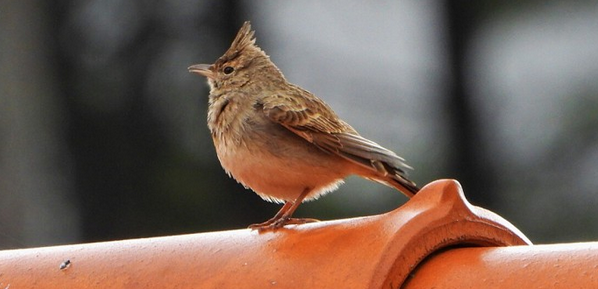 Captura de ecrã 2024-10-25, às 18.44.53.png