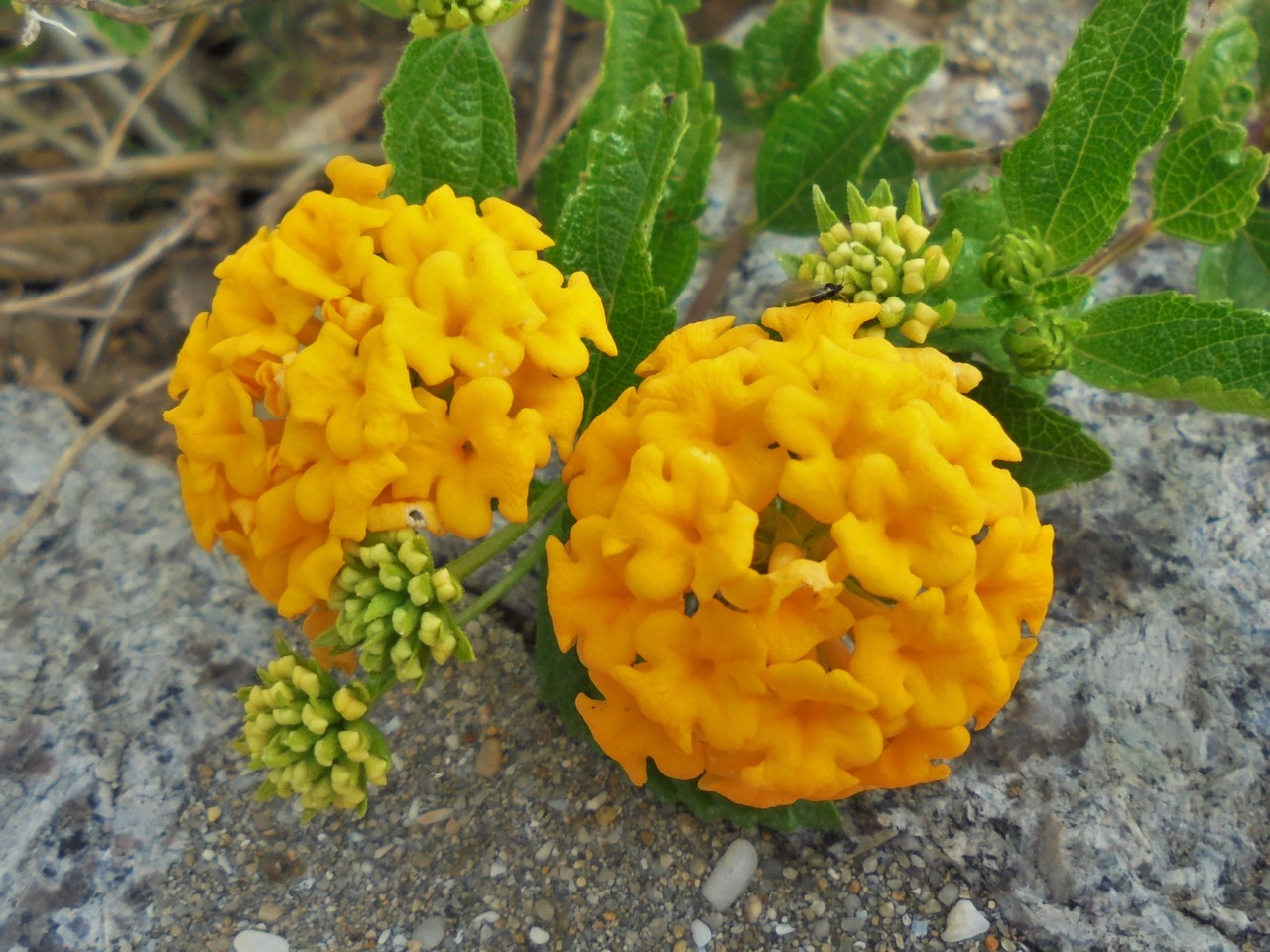 Lantana amarela.JPG