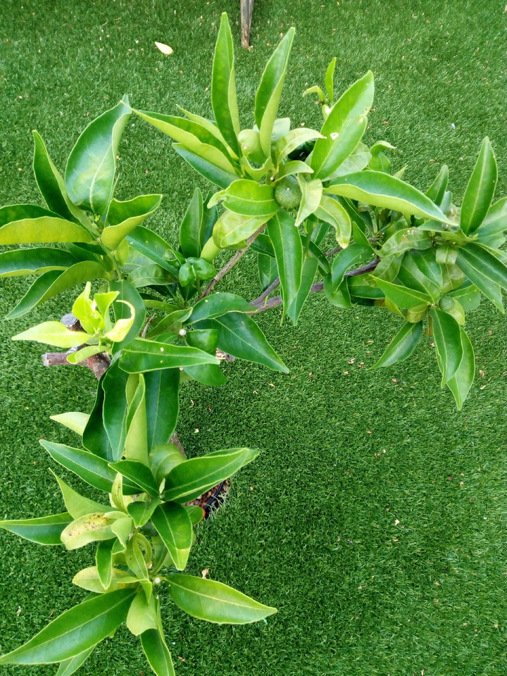 IMG_20170622_064516.jpg IMG_20170622_064516.jpg