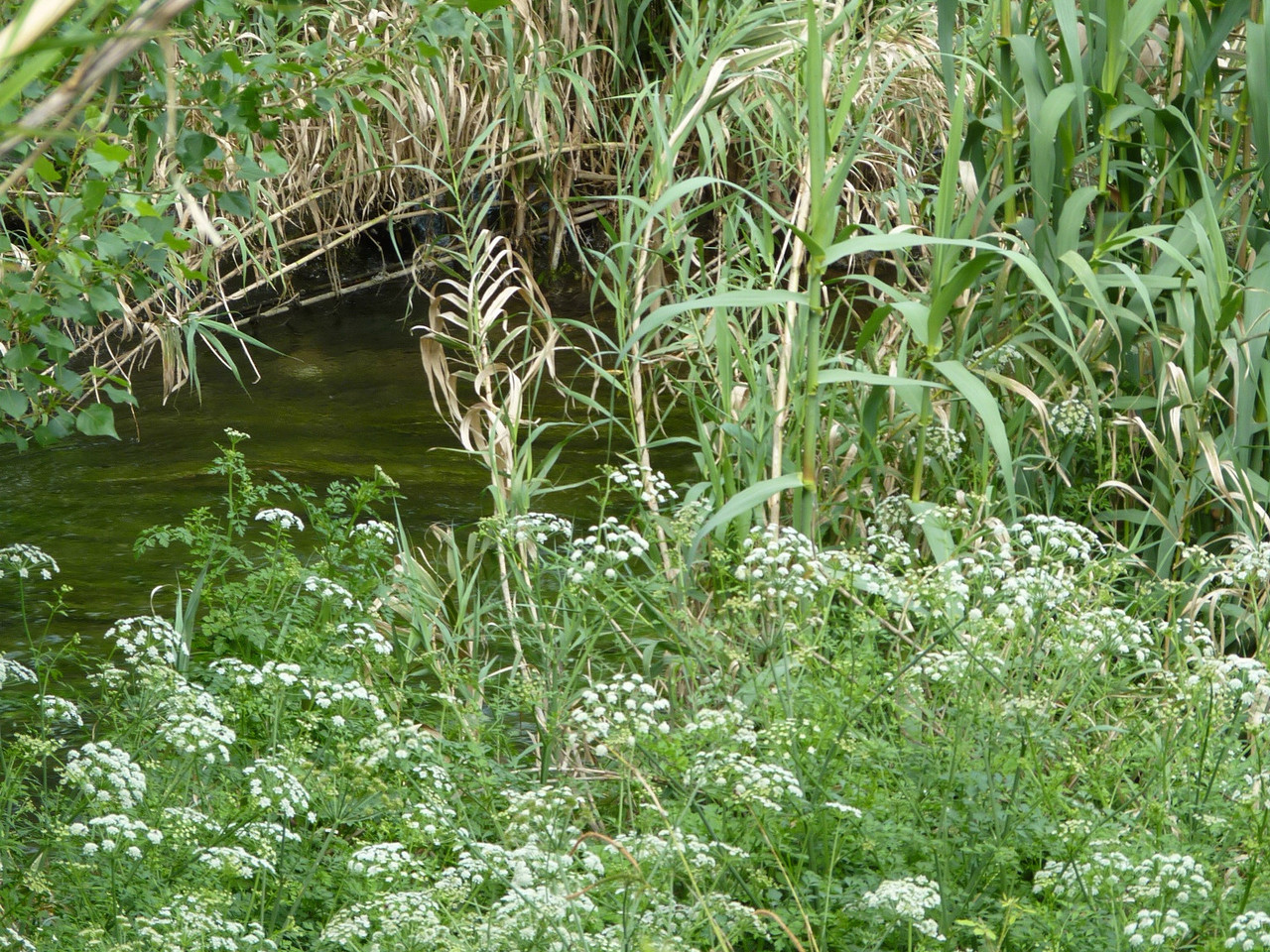 P1590407 cópia cort.jpg