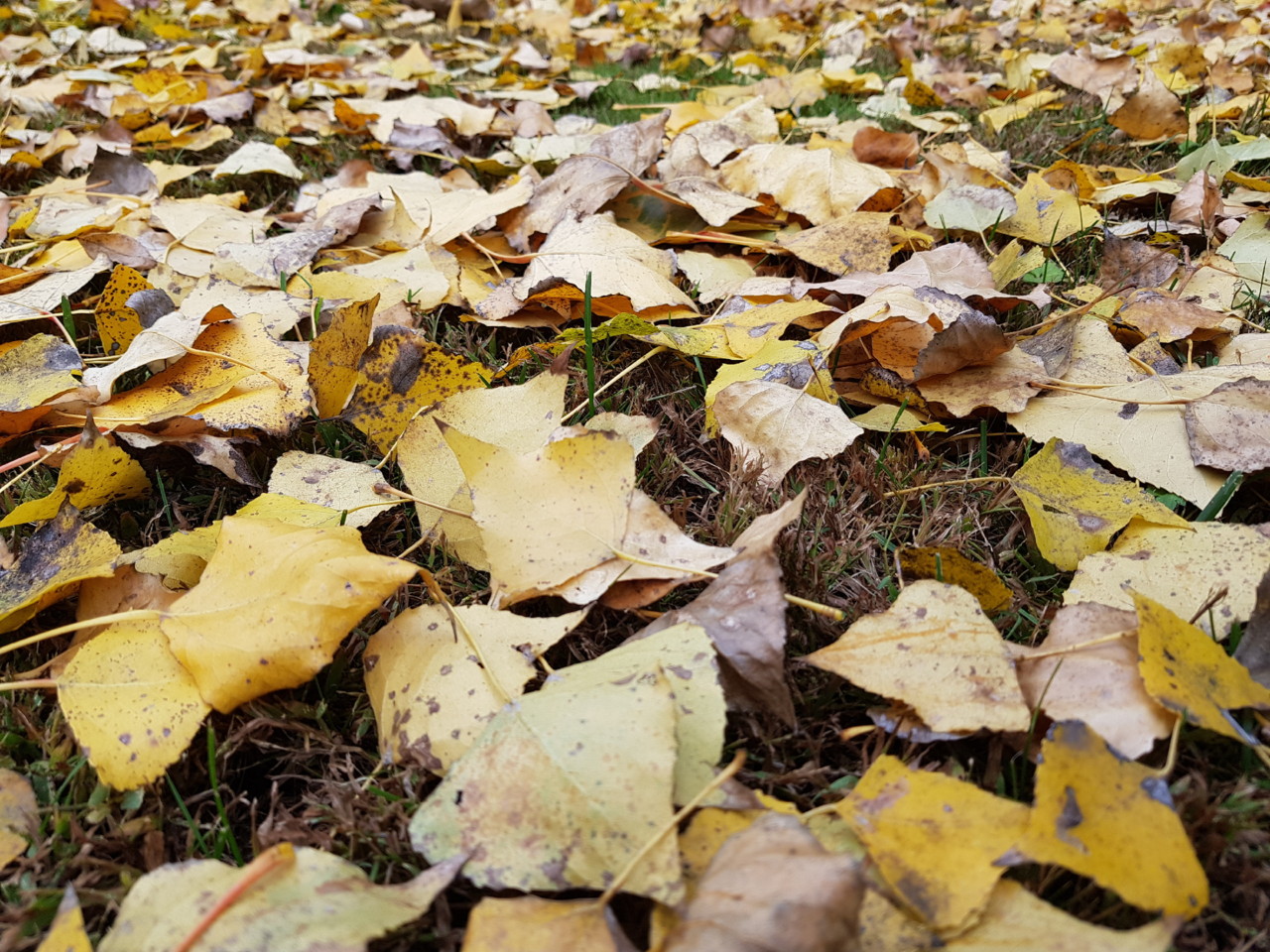 deitadas no tapete.jpg deitadas no tapete.jpg