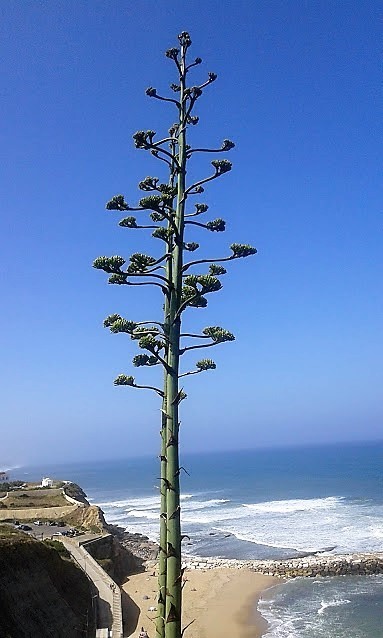 OLHARES.jpg OLHARES.jpg