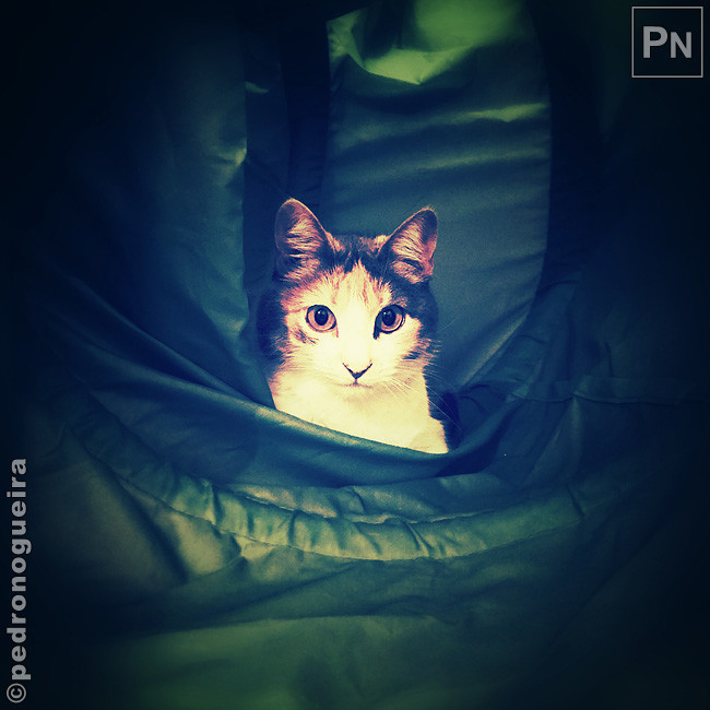 Jun_2019_058a 650px.jpg Jun_2019_058a 650px.jpg