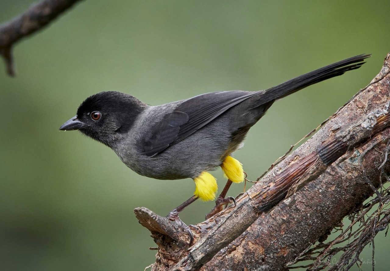 perninhas amarelas.jpg