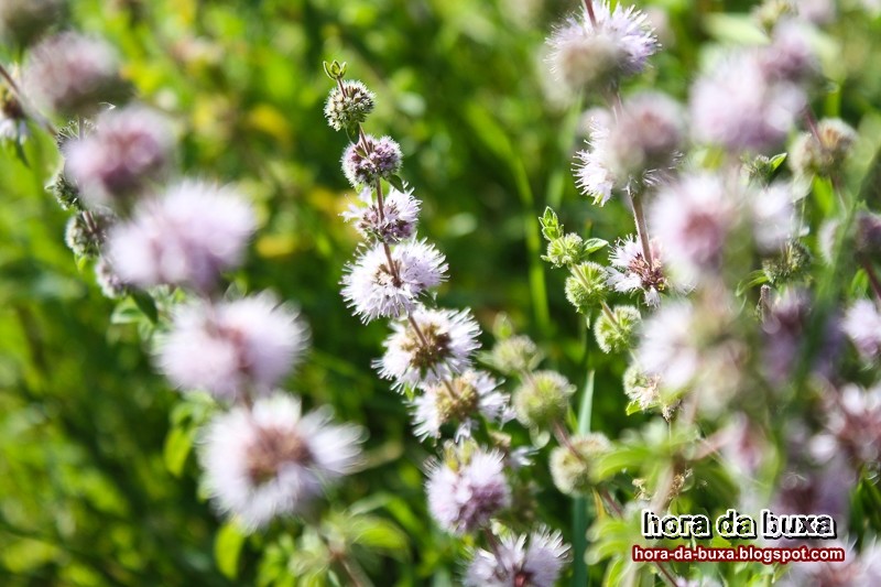 Poejo, o que é, para que serve e, quais os seus u