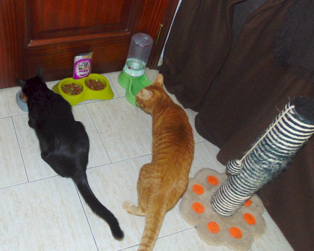 apetite.JPG apetite.JPG