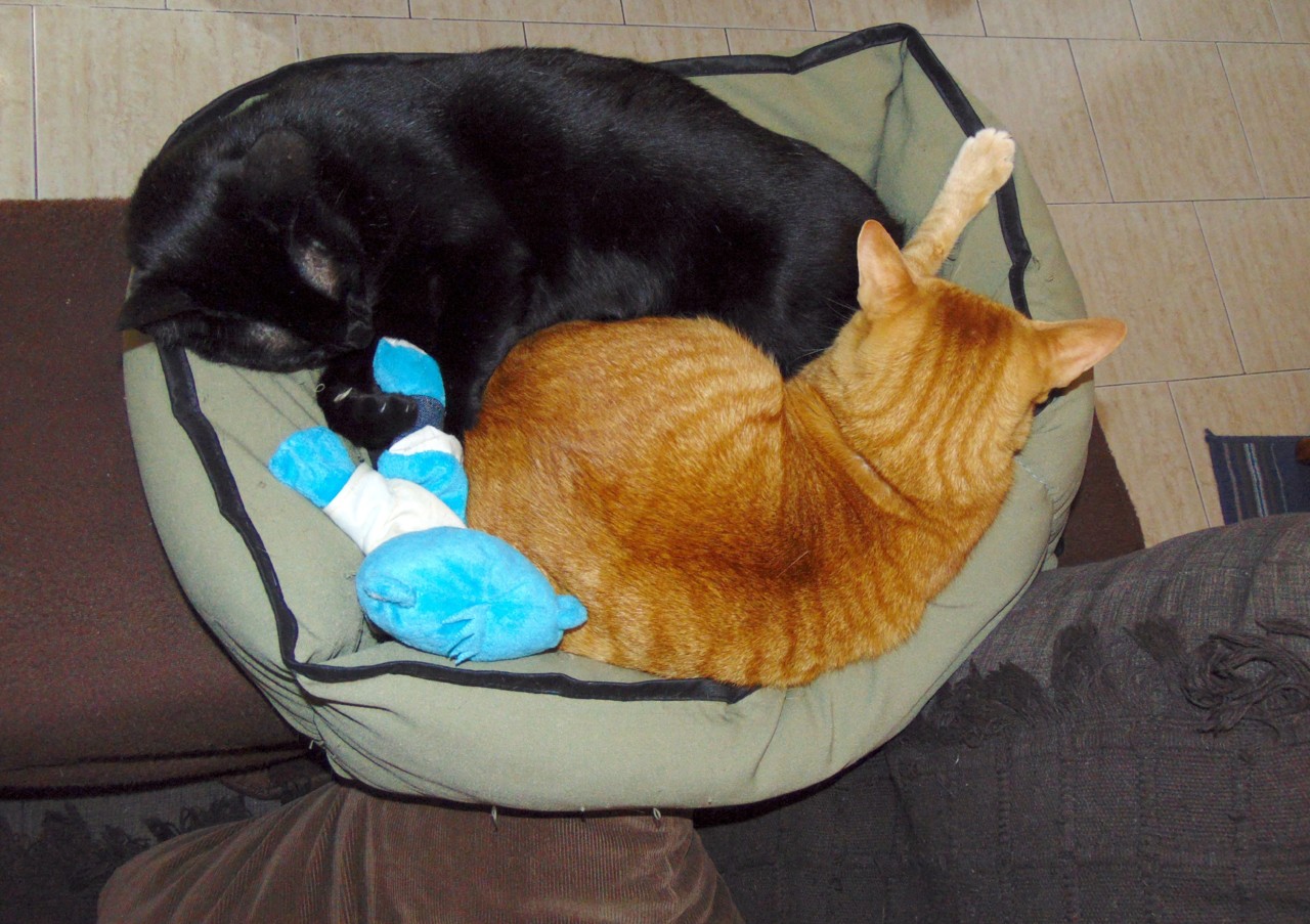 elesso.JPG elesso.JPG