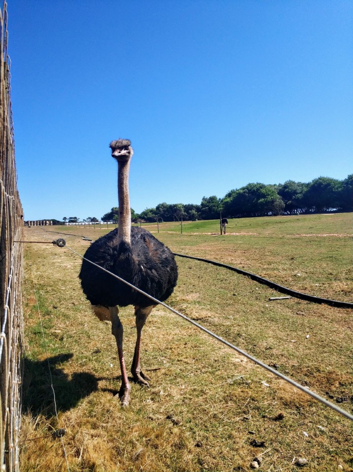 Avestruz.jpg Avestruz.jpg