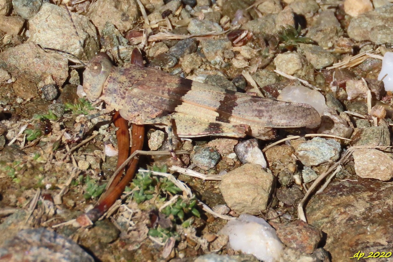 IMG_0207.JPG IMG_0207.JPG