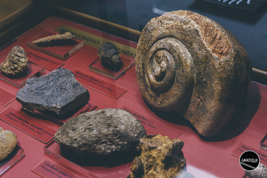 Museu_Geologico_de_Lisboa-017007.jpg
