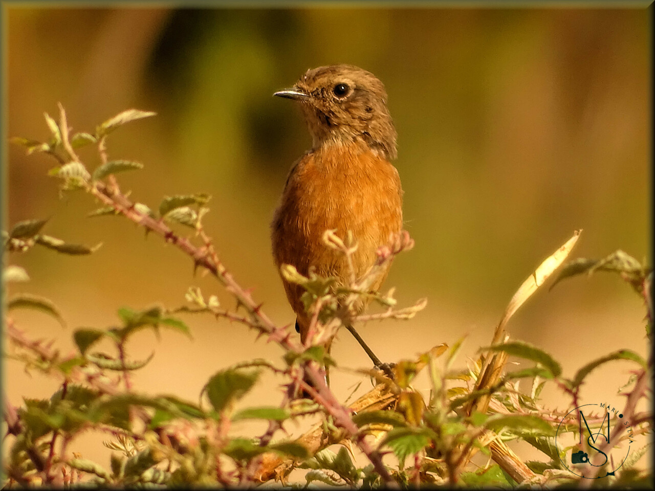 10Fev DSC03663_ms.JPG