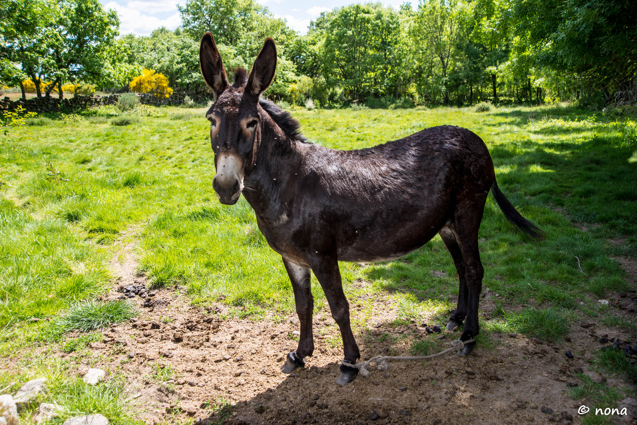 37.- Vagueando pela Montanha.jpg