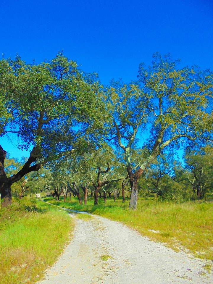 90331842_2888926877812224_455081652213776384_o.jpg 90331842_2888926877812224_455081652213776384_o.jpg