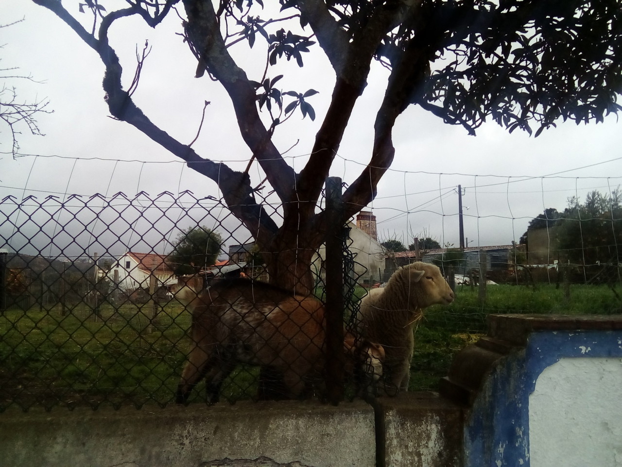 IMG_20190129_113118.jpg IMG_20190129_113118.jpg