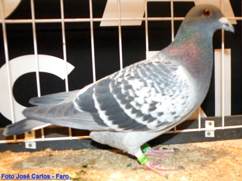 Feira Ibérica Beja 2018 013.JPG Feira Ibérica Beja 2018 013.JPG