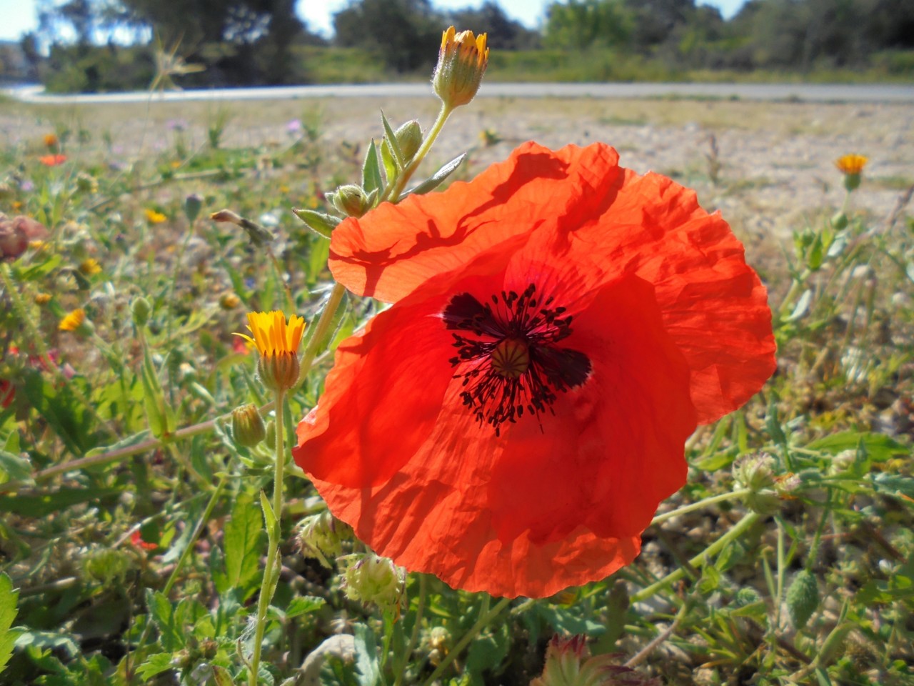 papoila ao vento.JPG