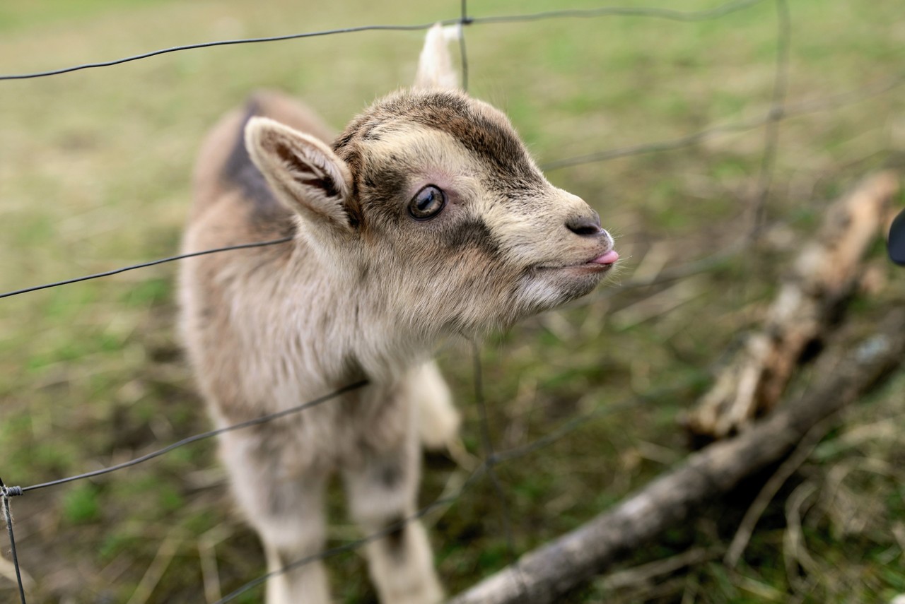 CABRITO OU BORREGO? UMA IGUARIA DE PÁSCOA CALDO VERDE