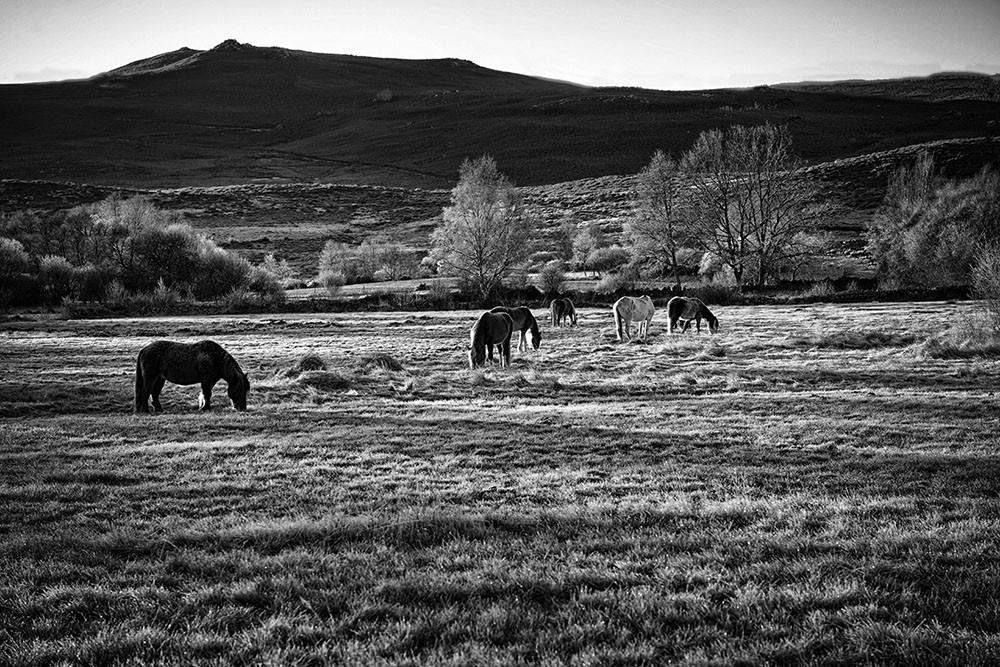 _JMF8103 - Cópia.jpg