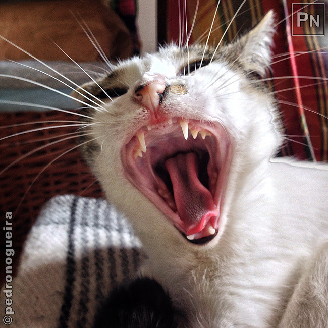 Ago_2017_044a 650px.jpg