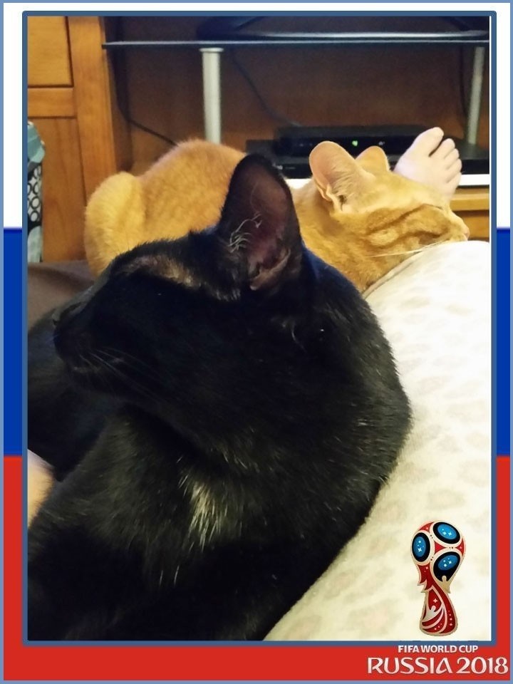 nosaverabolla.jpg nosaverabolla.jpg