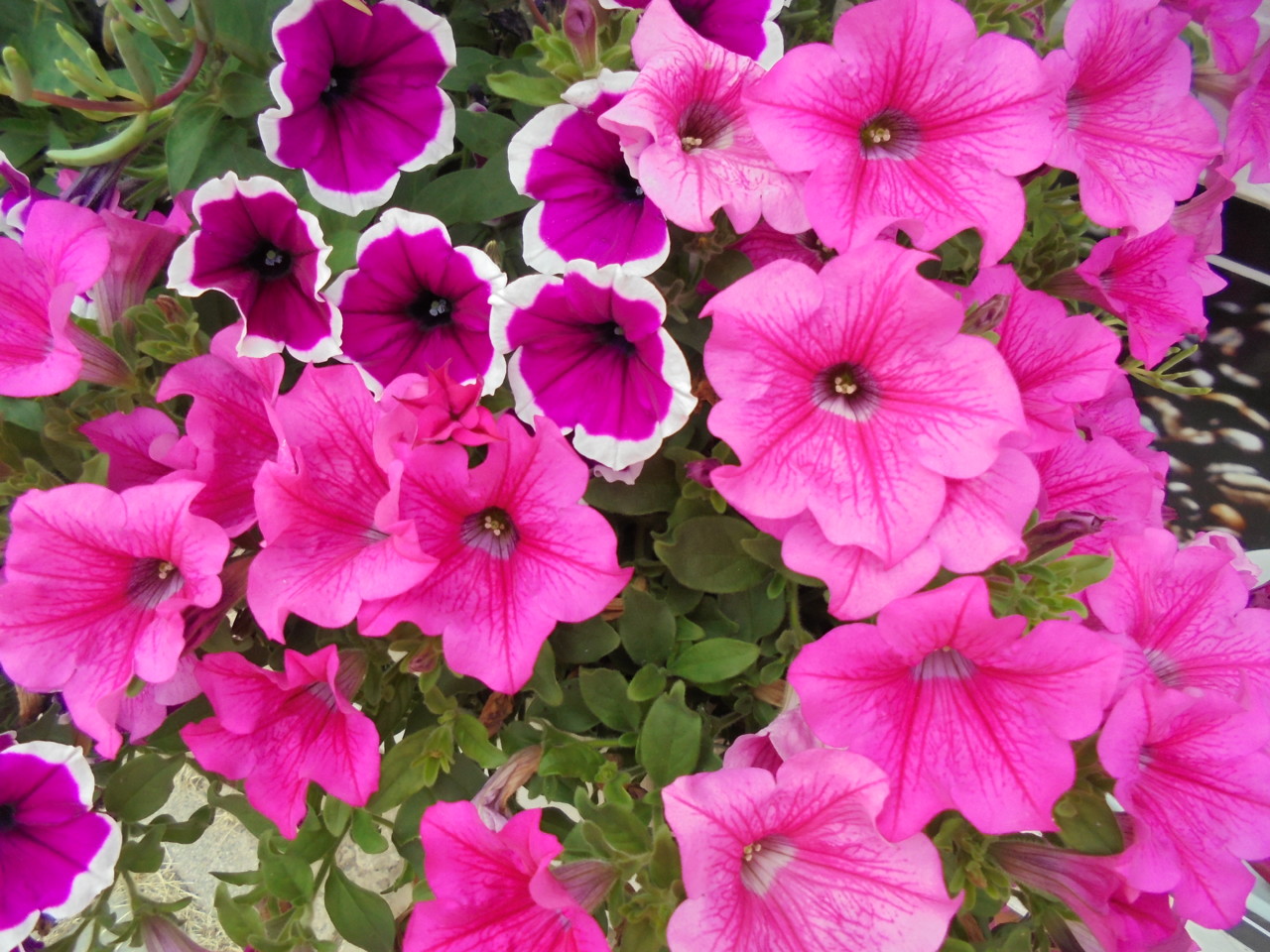 petúnias_r.JPG