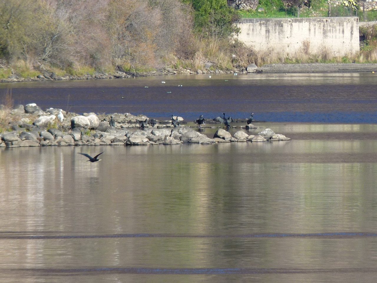 Portas de Ródão - corvos-marinhos na ilha das Vi