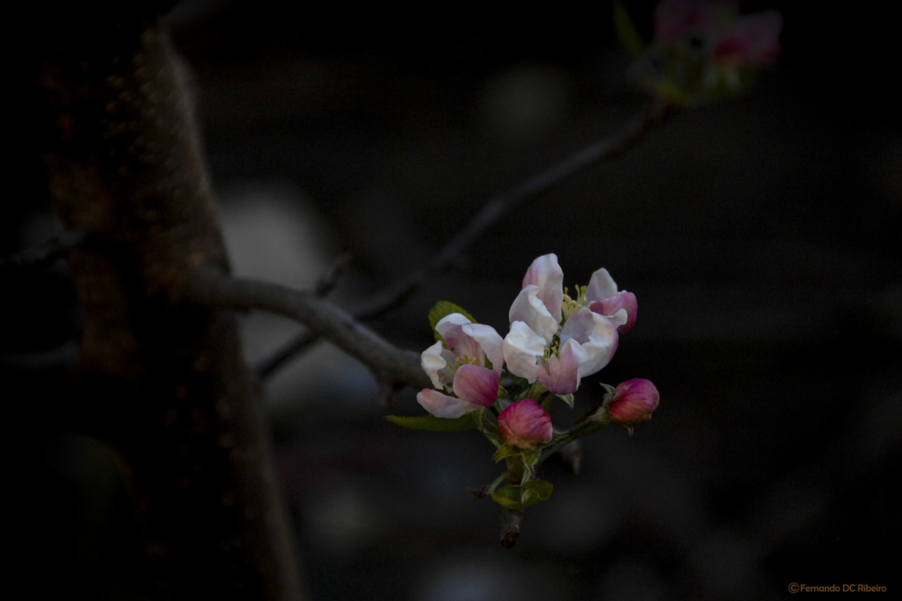 flores (19).jpg flores (19).jpg