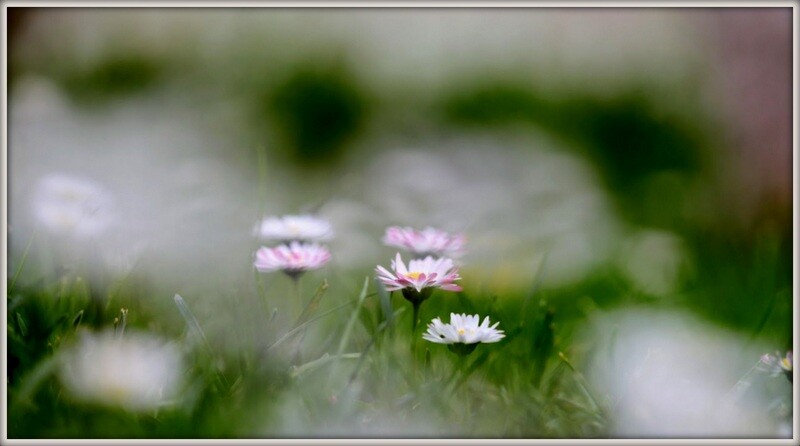 IMG_4677 suavemante.JPG