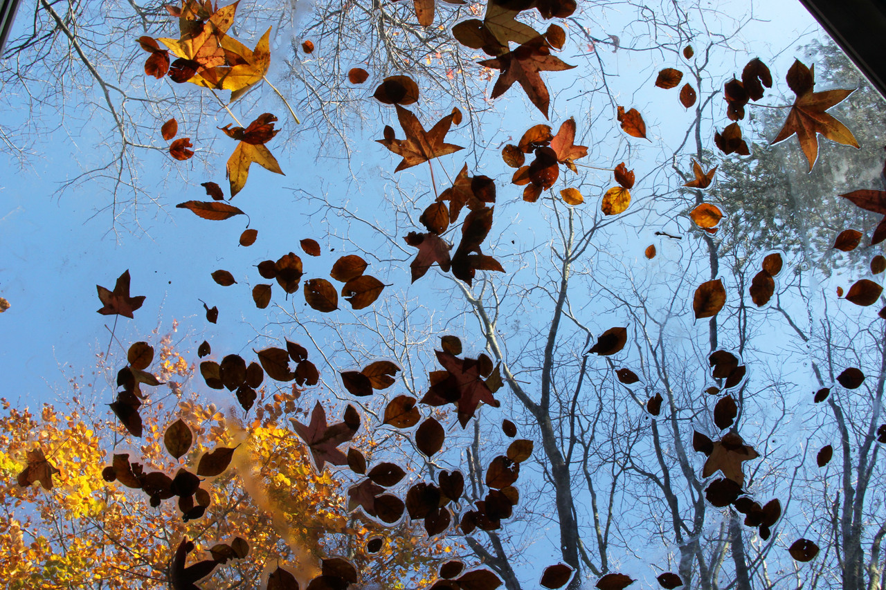 outono_2.jpg outono_2.jpg