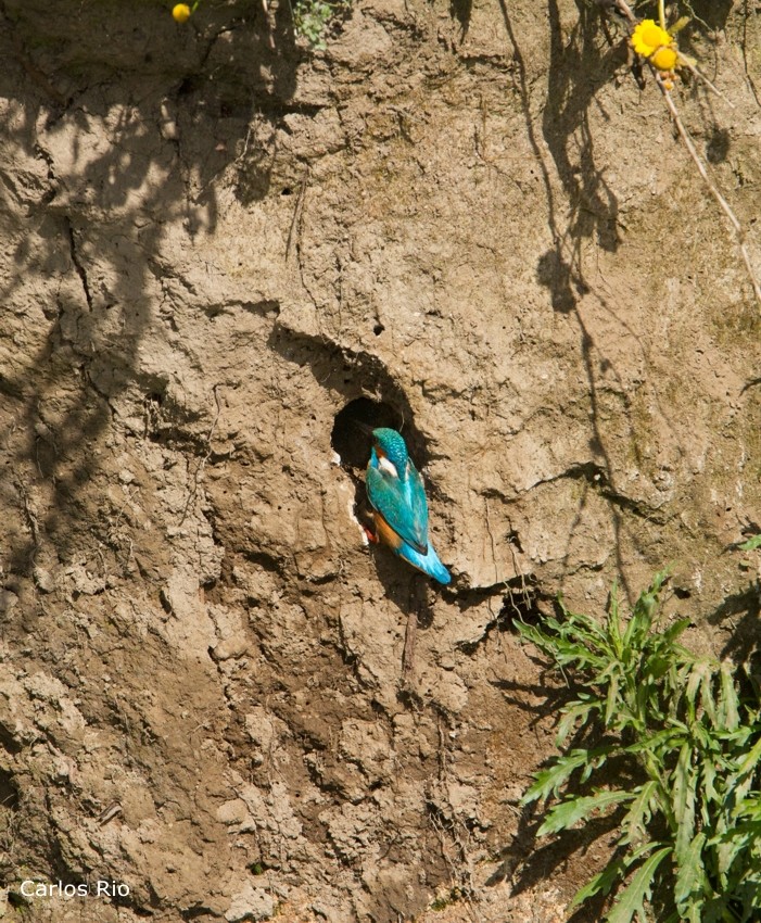 2-ninho.jpg 2-ninho.jpg