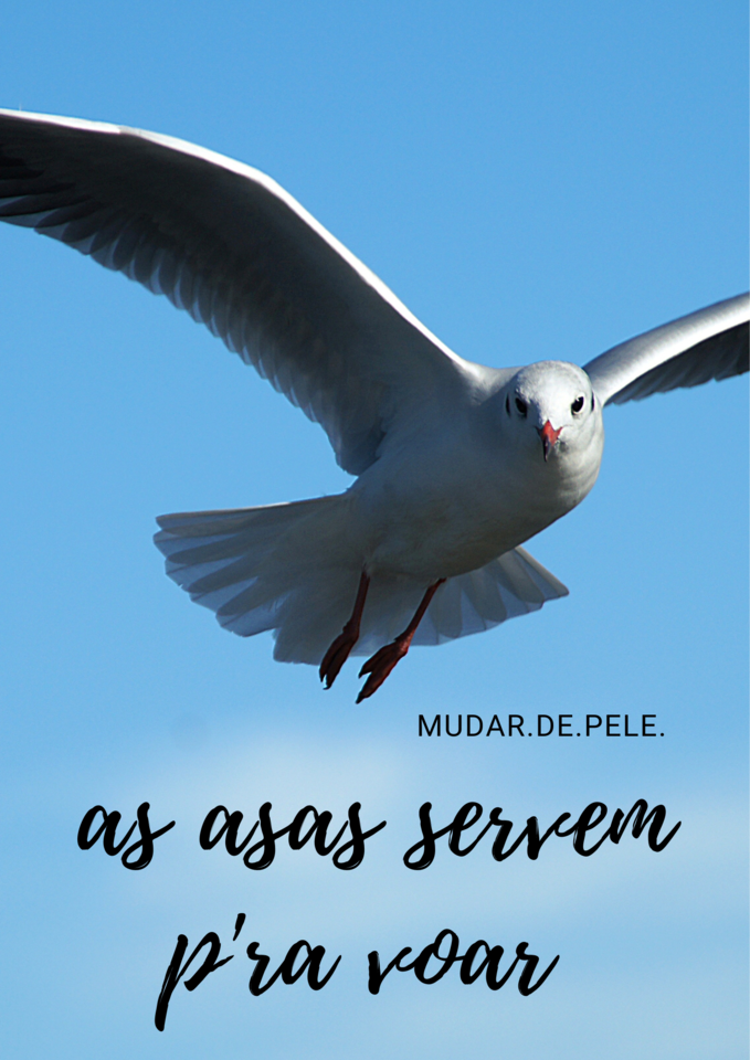 as asas servem p'ra voar.png