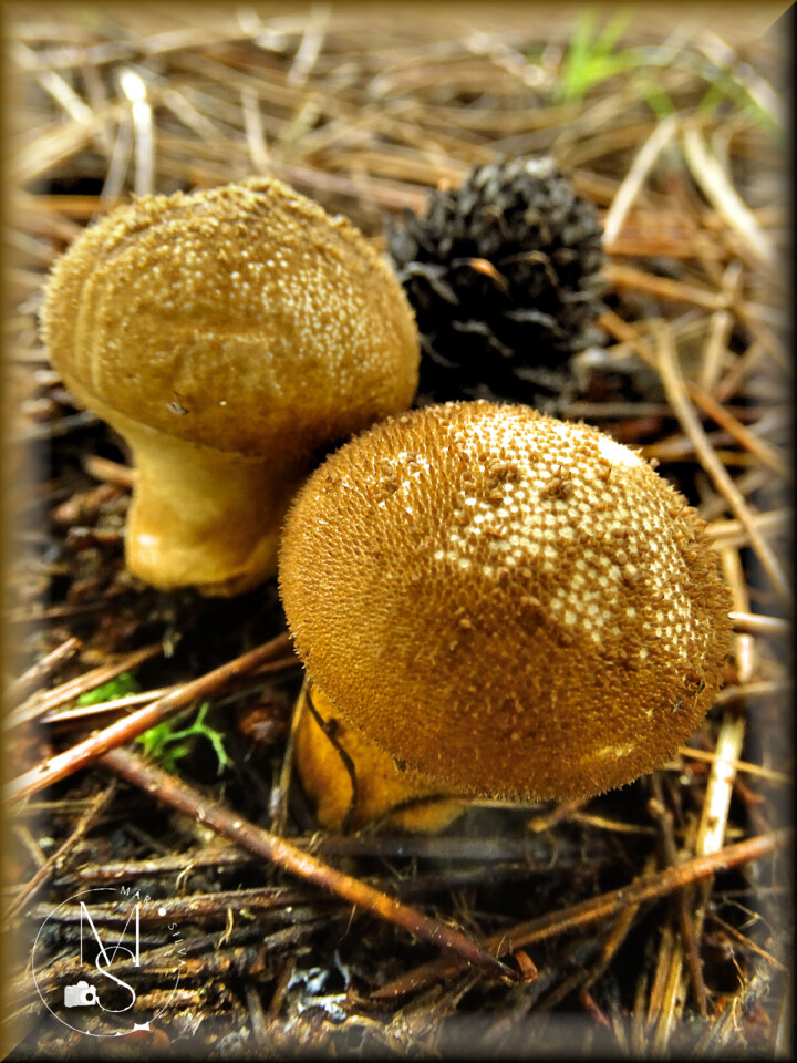 20Dez DSC03606_ms.jpg