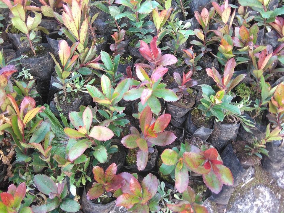 16681667_1320721837974567_6270915758700726068_n.jp