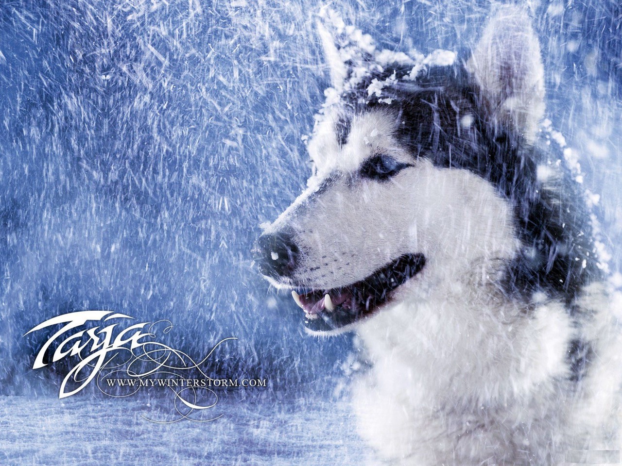 husky siberiano wallpaper imagem de fundo dog