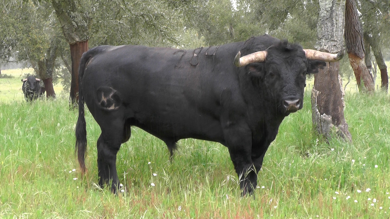 ganadaria antonio silva (2).jpg