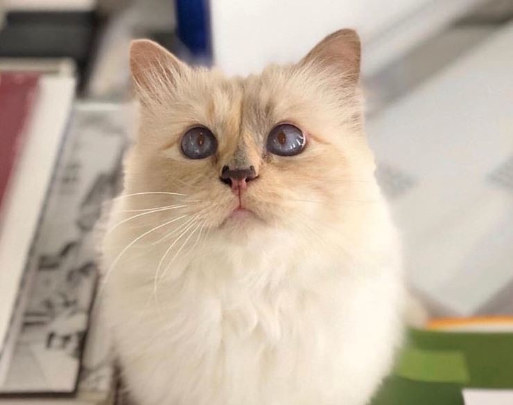 choupette.jpg choupette.jpg