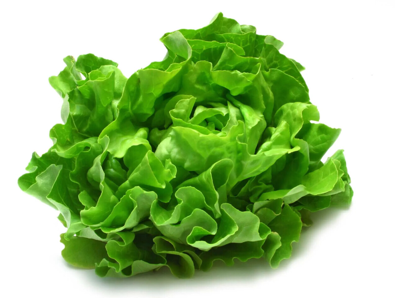 lettuce.webp