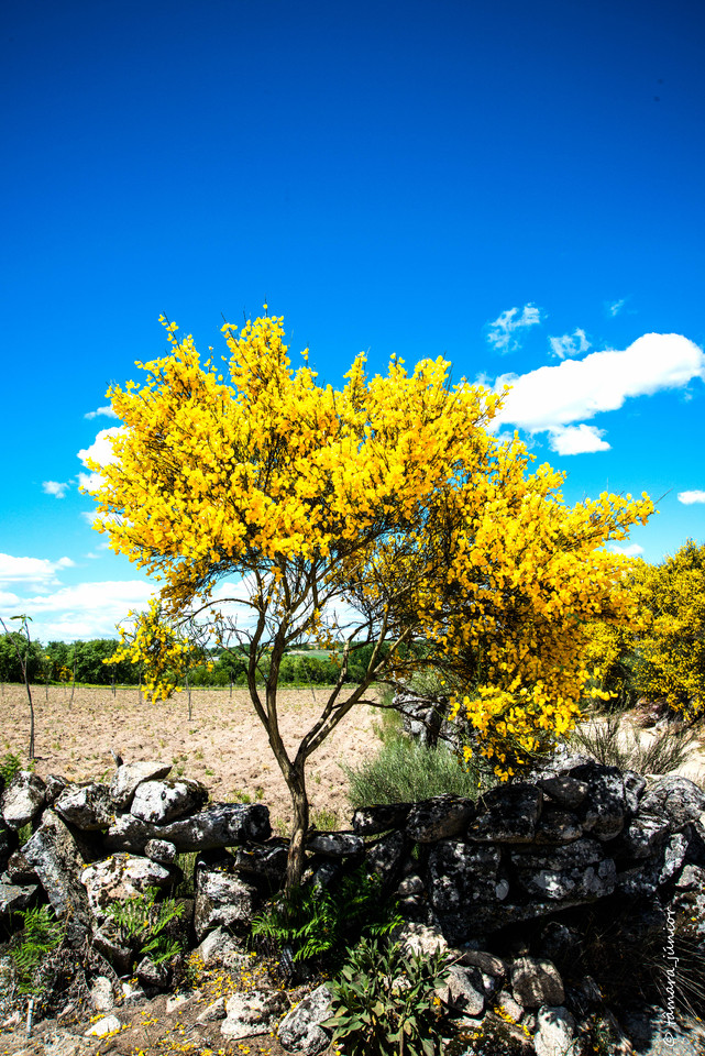 19.- Vagueando pela Montanha.jpg