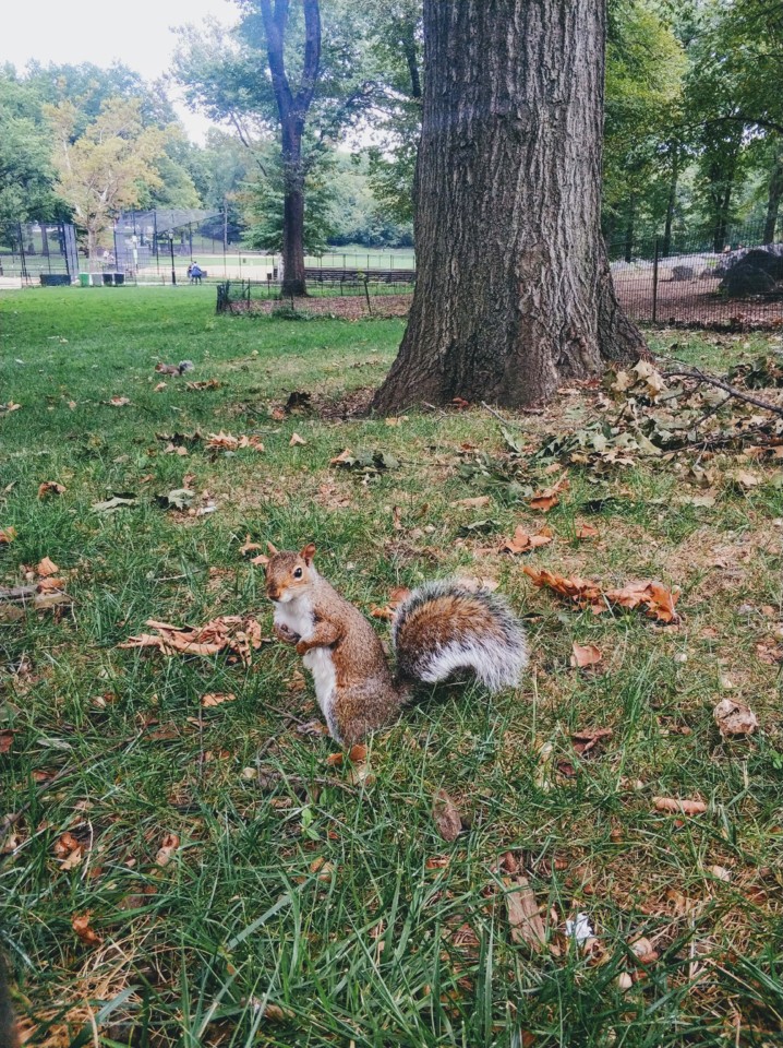Esquilo no Central Park.jpg Esquilo no Central Park.jpg