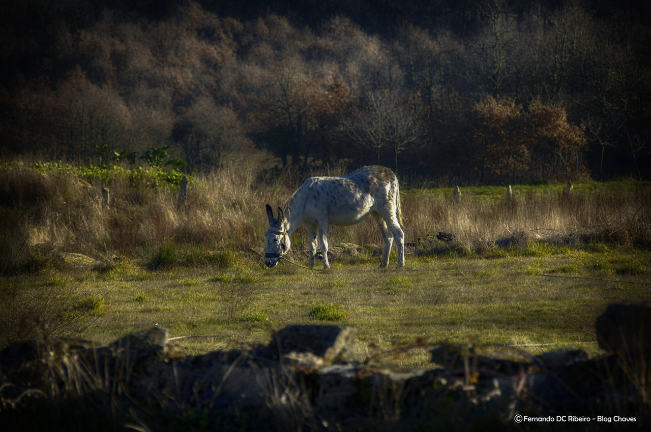 1600-carregal (155)-video.jpg