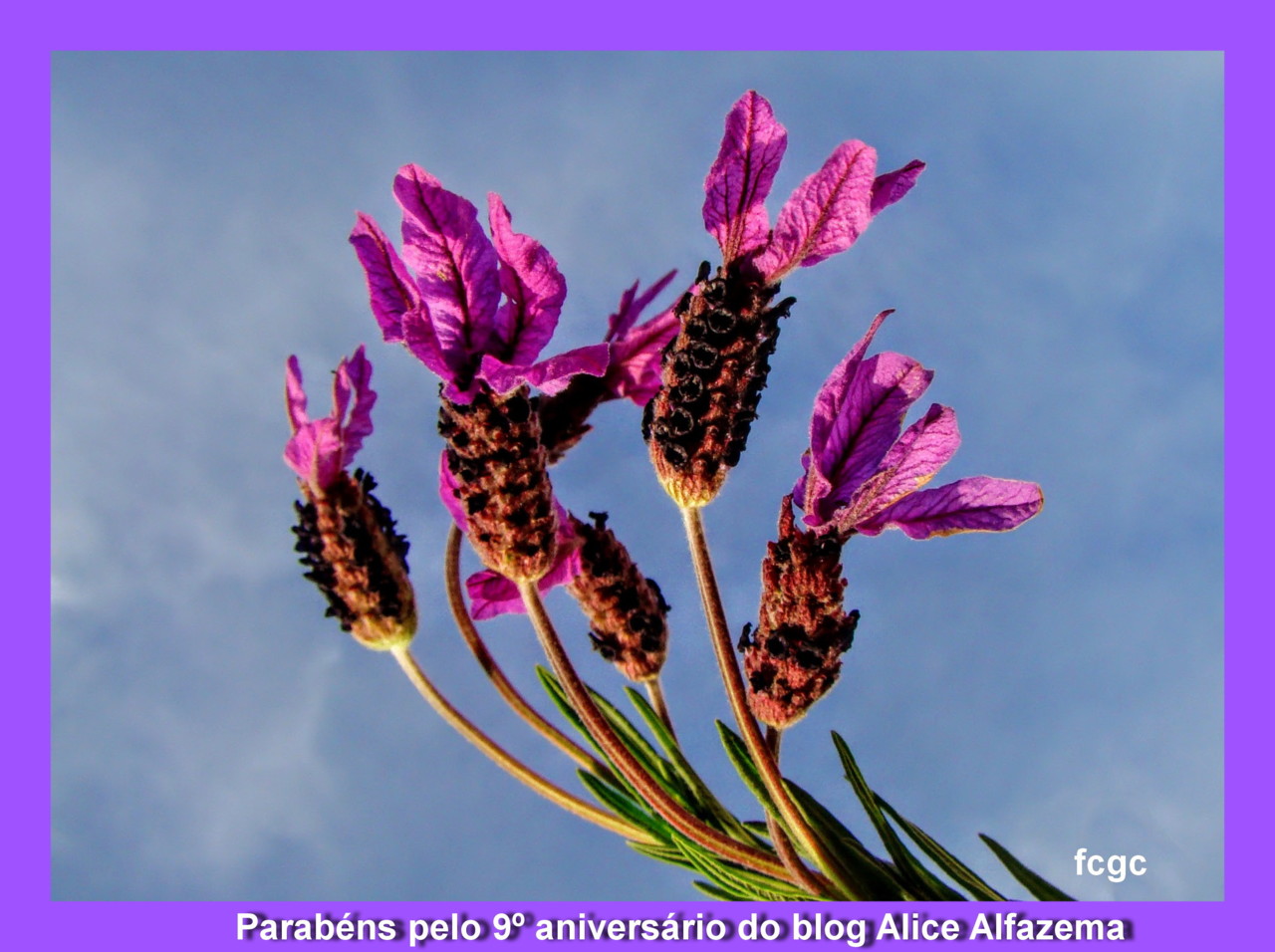 1- Parabéns.JPG 1- Parabéns.JPG