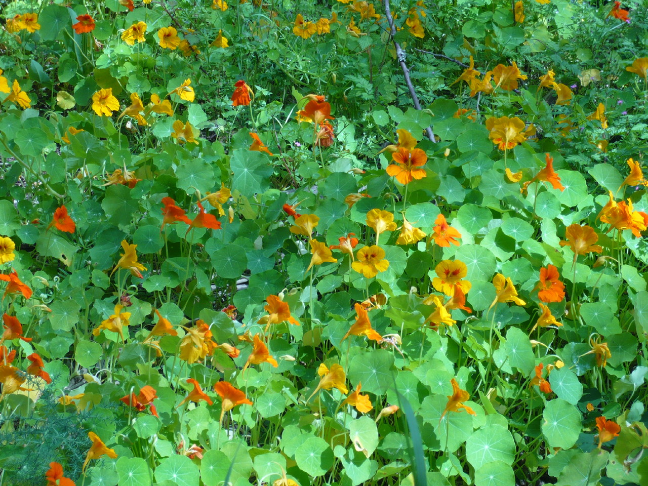 Prado em flor Prado em flor