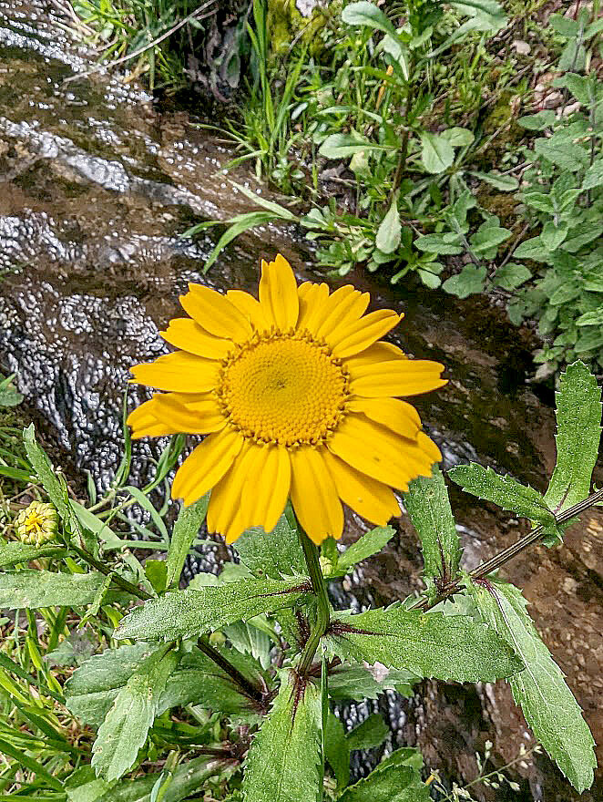 Flor no bosque da plaina04.jpg