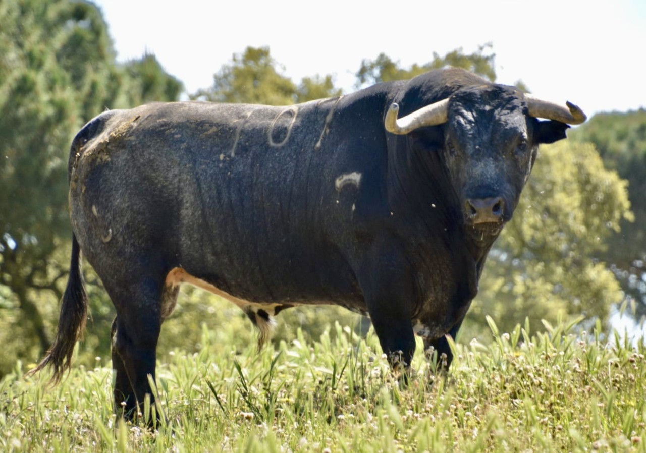 nº 107 - Vinhas.jpg